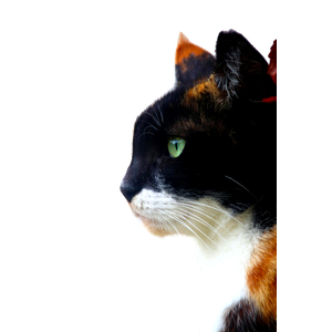 A Close Up, Side View Portrait Of A Calico Cat With Striking Green Eyes, Perfect For Pet Lovers. 19845 - Cat PNG image with transparent background